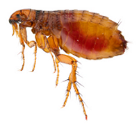 Flea Control Sussex