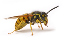 Wasp Control Sussex